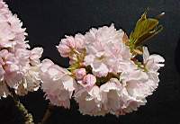 pr serrulata shujaku.JPG